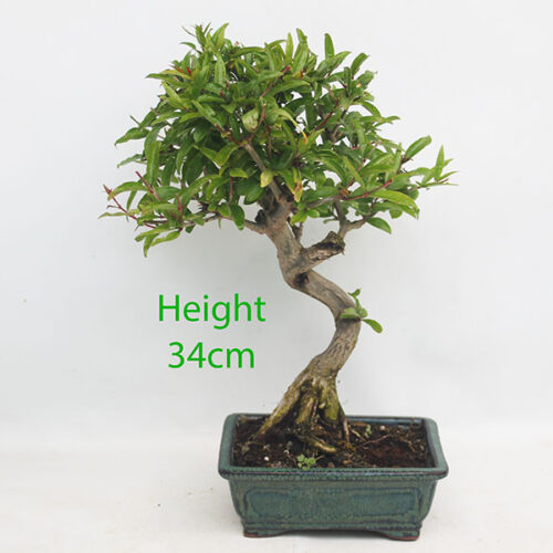 Pomegranate Nejikan Flowering Bonsai Tree Punica Number 154P