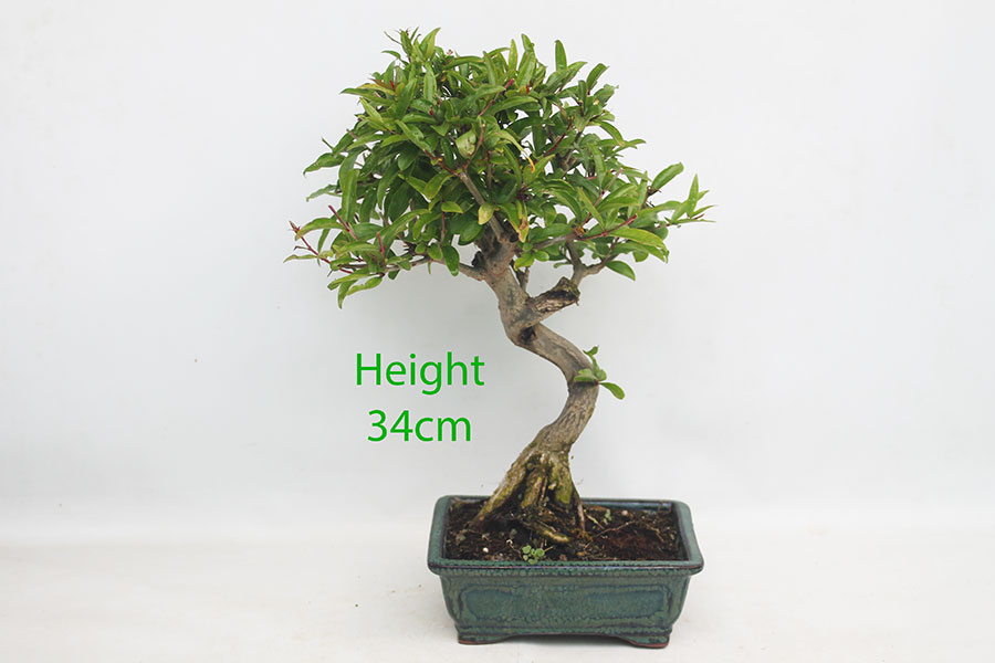 Pomegranate Nejikan Flowering Bonsai Tree Punica Number 154P