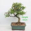 Pomegranate Nejikan Flowering Bonsai Tree Punica Number 339P