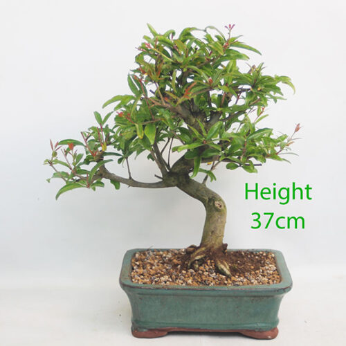 Pomegranate Nejikan Flowering Bonsai Tree Punica Number 339P