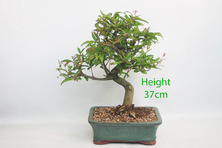 Pomegranate Nejikan Flowering Bonsai Tree Punica Number 339P