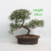 Coprosma Bonsai Tree Number 22Y