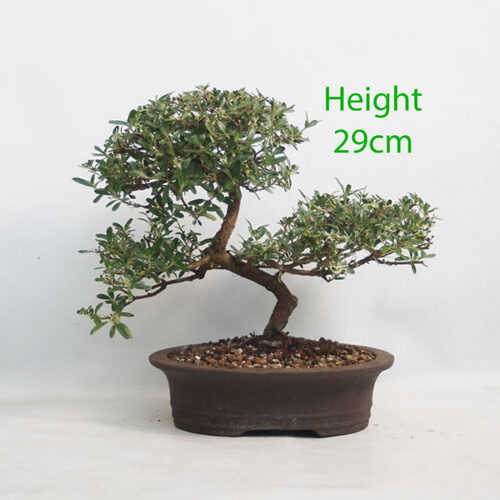 Coprosma Bonsai Tree Number 22Y