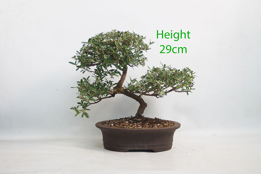 Coprosma Bonsai Tree Number 22Y