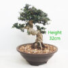 Olive Bonsai Tree Number 172P