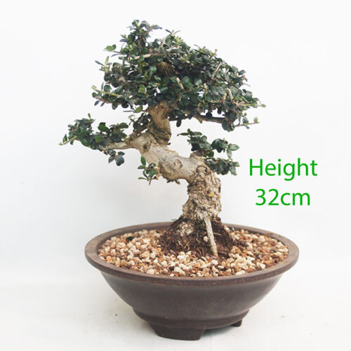 Olive Bonsai Tree Number 172P