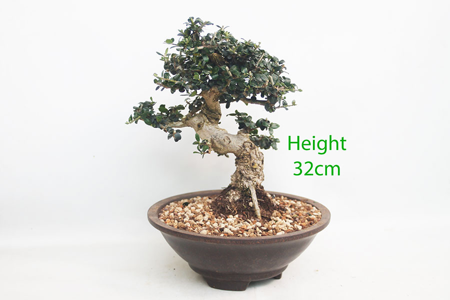 Olive Bonsai Tree Number 172P