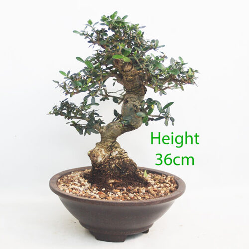 Olive Bonsai Tree Number 346P
