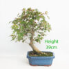 Trident Maple Bonsai Tree Number 149P