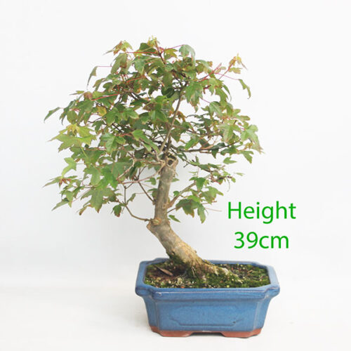 Trident Maple Bonsai Tree Number 149P