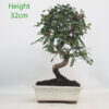 Pomegranate Nejikan Flowering Bonsai Tree Punica Number 344P