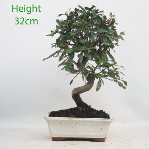 Pomegranate Nejikan Flowering Bonsai Tree Punica Number 344P