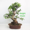 Crab Apple Flowering Bonsai Tree Part Trained Malus Number 263P