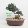 Olive Bonsai Tree Number 316P