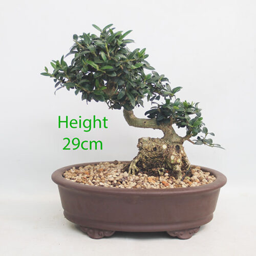 Olive Bonsai Tree Number 316P