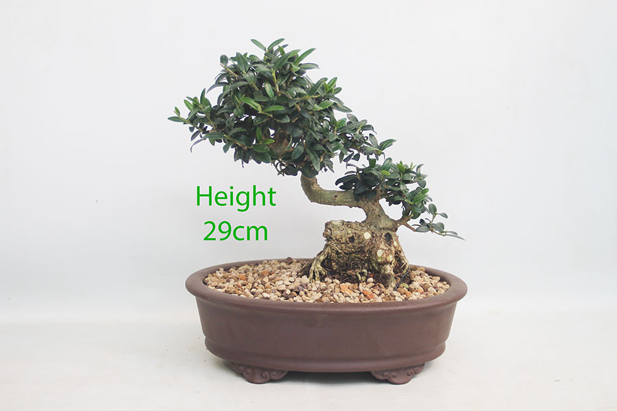 Olive Bonsai Tree Number 316P