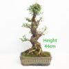 Cork Bark Chinese Elm Bonsai Tree Number 16Y