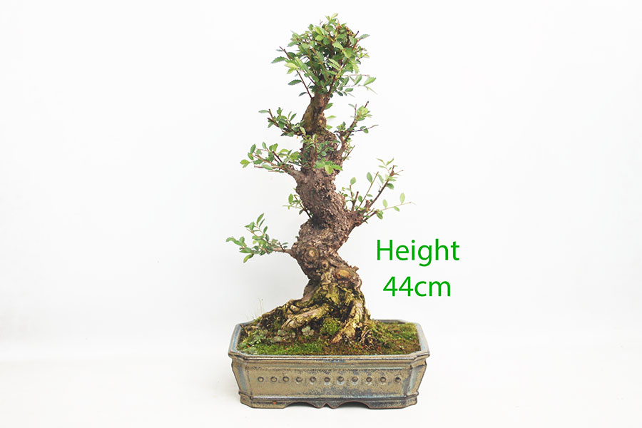Cork Bark Chinese Elm Bonsai Tree Number 16Y
