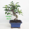 Crab Apple Flowering Bonsai Tree Part Trained Malus Number 153P