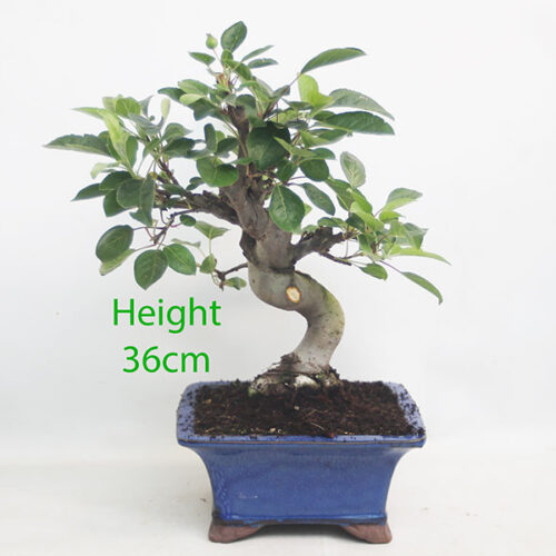 Crab Apple Flowering Bonsai Tree Part Trained Malus Number 153P