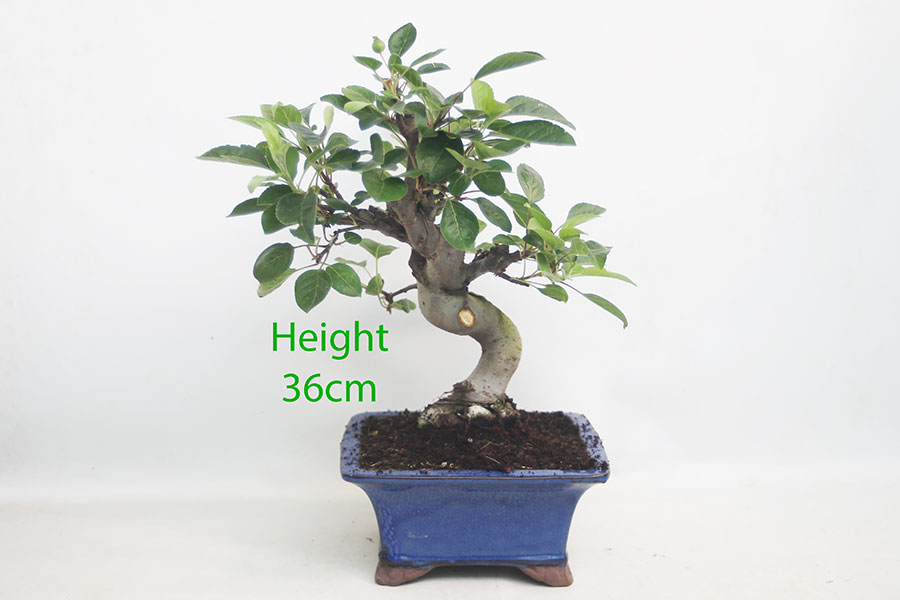 Crab Apple Flowering Bonsai Tree Part Trained Malus Number 153P