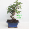 Crab Apple Flowering Bonsai Tree Part Trained Malus Number 14P