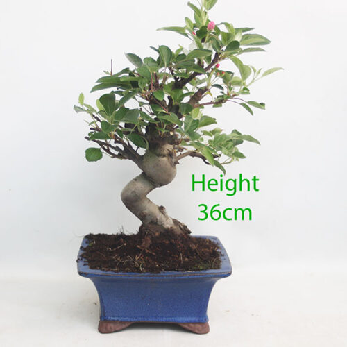 Crab Apple Flowering Bonsai Tree Part Trained Malus Number 14P