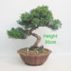 Chinese Juniper Bonsai Tree Number 67P