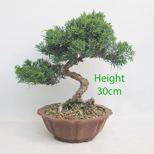 Chinese Juniper Bonsai Tree Number 67P