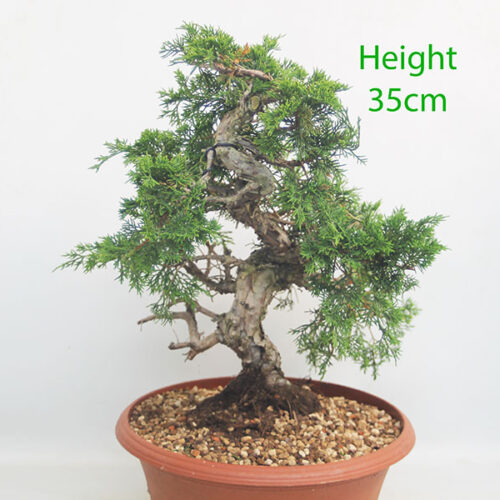 Itoigawa Chinese Juniper Bonsai Tree Part Trained Number 131P