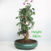 Bougainvillea Flowering Bonsai Number 104P