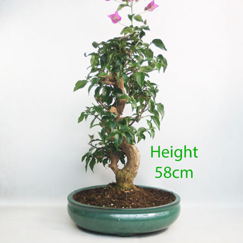 Bougainvillea Flowering Bonsai Number 104P