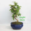 Bougainvillea Flowering Bonsai Number 155P