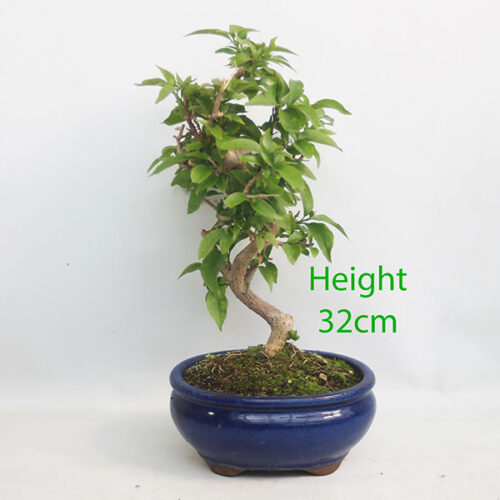 Bougainvillea Flowering Bonsai Number 155P