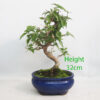 Bougainvillea Flowering Bonsai Number 57Y