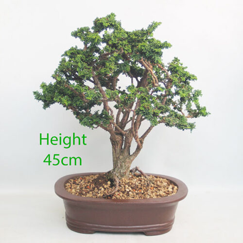 Sekka Hinoki Cypress Bonsai Tree Number 237P