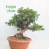 Itoigawa Chinese Juniper Bonsai Tree Part Trained Number 348P