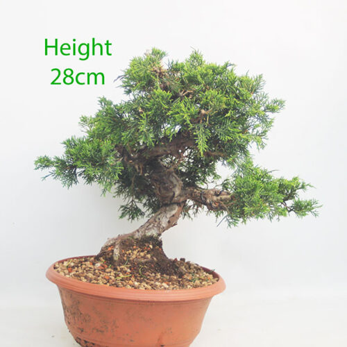 Itoigawa Chinese Juniper Bonsai Tree Part Trained Number 348P