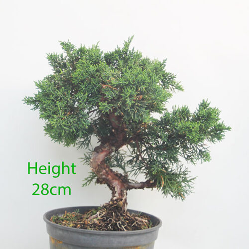 Chinese Juniper Bonsai Tree Part Trained Number 308P
