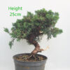 Chinese Juniper Bonsai Tree Part Trained Number 100Y