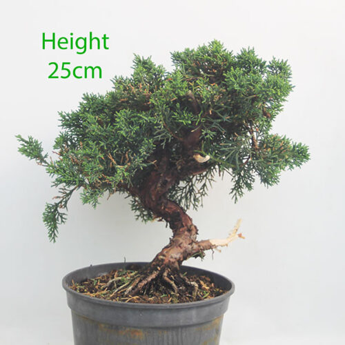 Chinese Juniper Bonsai Tree Part Trained Number 100Y
