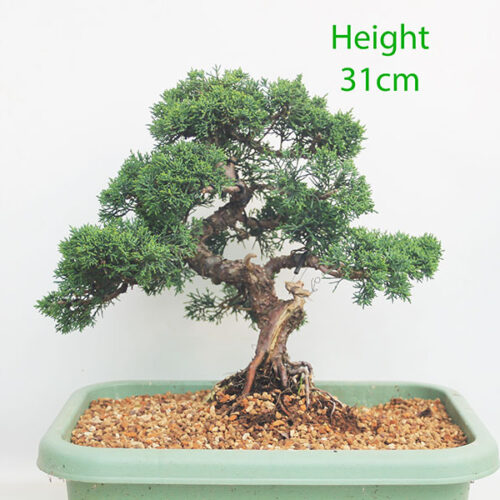 Chinese Juniper Bonsai Tree Part Trained Number 223P