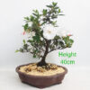 Azalea Flowering Bonsai Tree Number 22Y