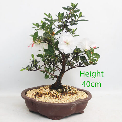 Azalea Flowering Bonsai Tree Number 22Y