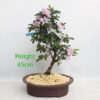 Azalea Flowering Bonsai Tree Number 5P