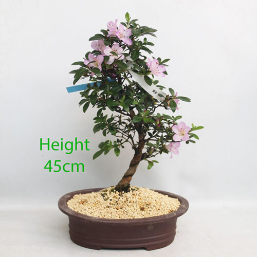 Azalea Flowering Bonsai Tree Number 5P