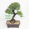 Chinese Elm Bonsai Tree Number 37P