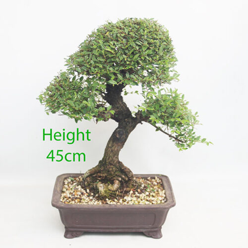 Chinese Elm Bonsai Tree Number 37P