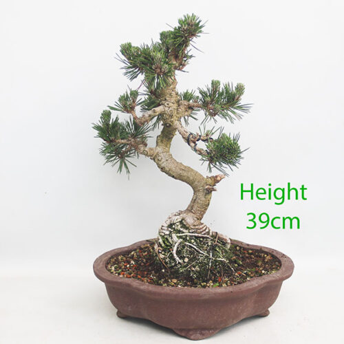 Dwarf Black Pine Bonsai Tree Pinus Thunbergii Number 85P