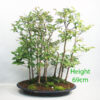 Stewartia Bonsai Tree Number 160P